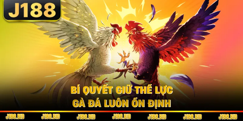 Bí quyết giữ thể lực gà đá luôn ổn định