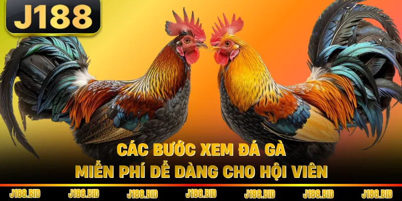 Các bước xem đá gà miễn phí dễ dàng cho hội viên
