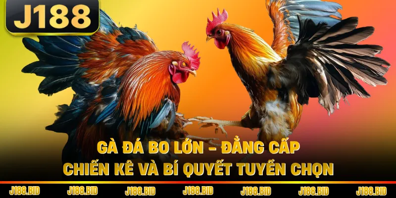 Gà Đá Bo Lớn - Đẳng Cấp Chiến Kê Và Bí Quyết Tuyển Chọn