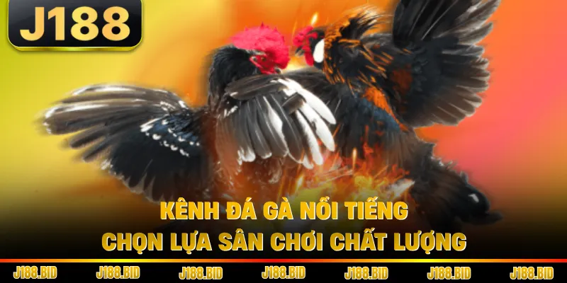Kênh Đá Gà Nổi Tiếng - Chọn Lựa Sân Chơi Chất Lượng