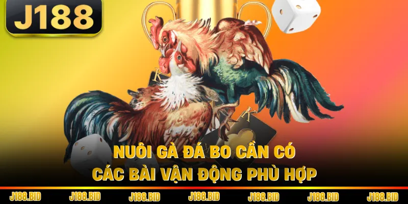 Nuôi gà đá bo cần có các bài vận động phù hợp