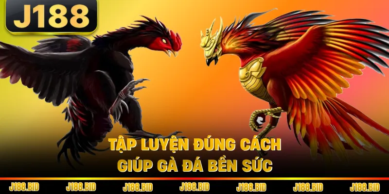 Tập luyện đúng cách giúp gà đá bền sức