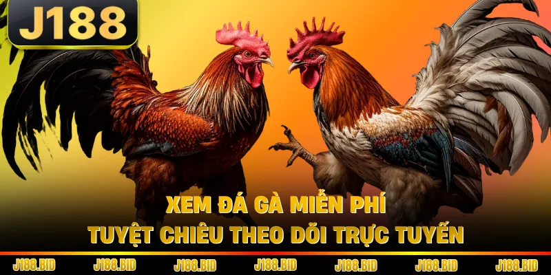 Xem Đá Gà Miễn Phí - Tuyệt Chiêu Theo Dõi Trực Tuyến
